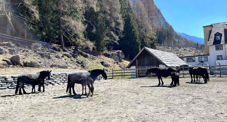 Reiturlaub im Lungau - Reithotel Postgut- Reitstunden im Lungau